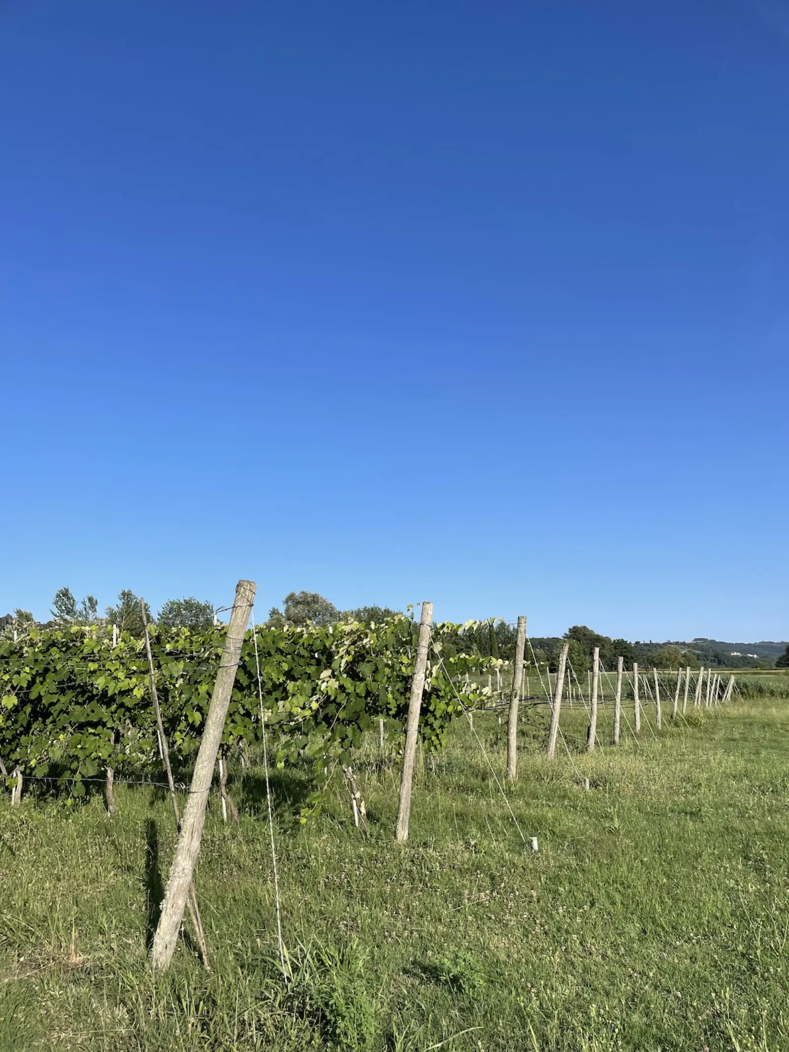 Orto biologico · raccolta libera