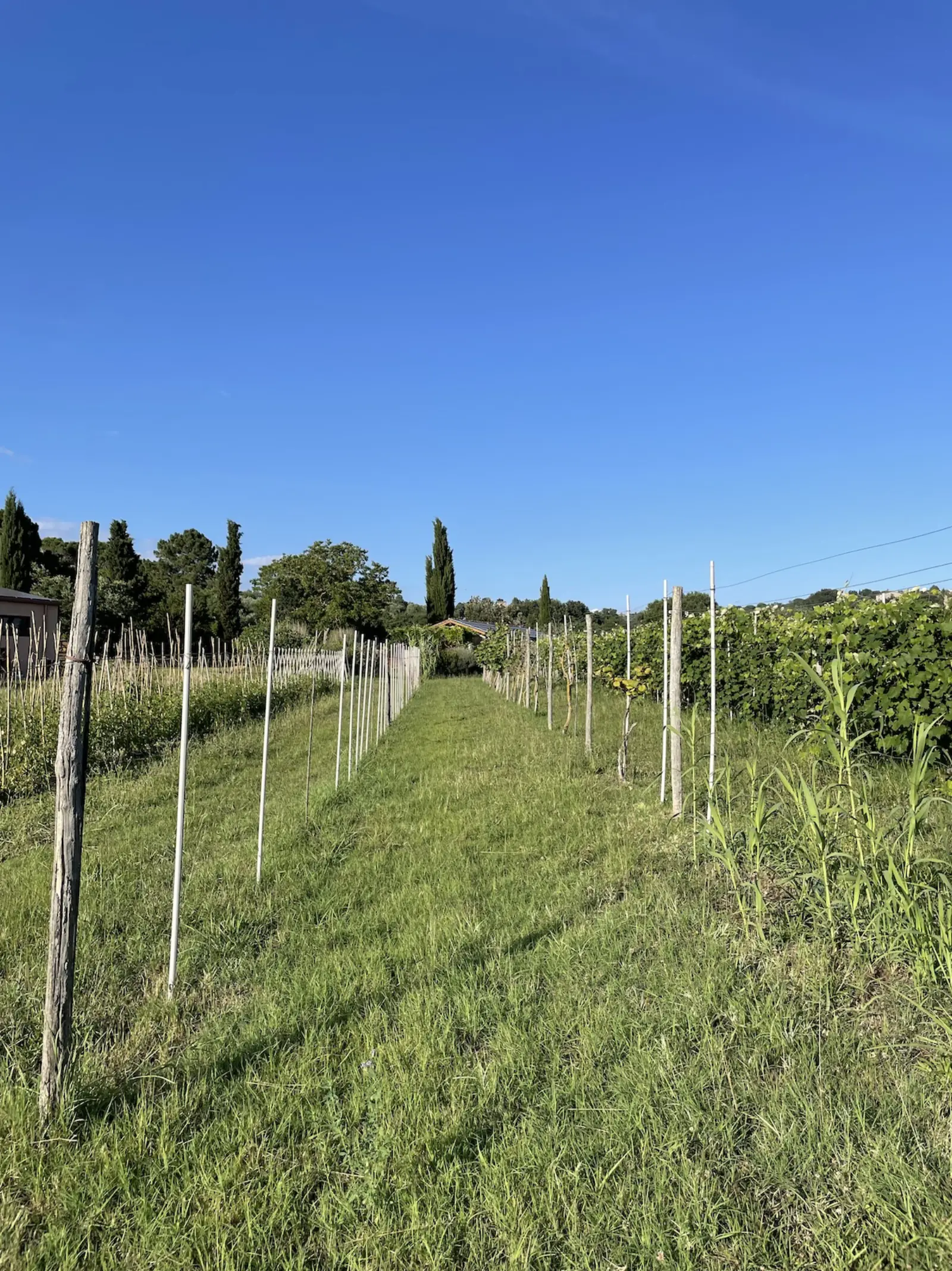 Orto biologico · raccolta libera